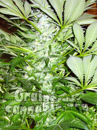 afghan-kush-zoom